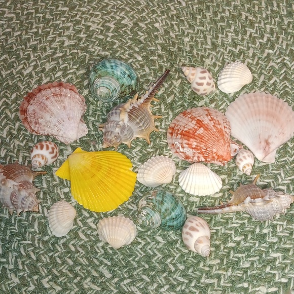 Assorted Seashell Collection - Picture 2 of 3